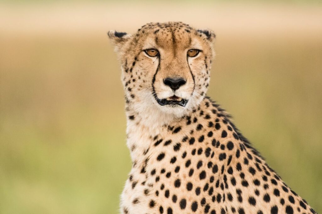 Botswana-Safari