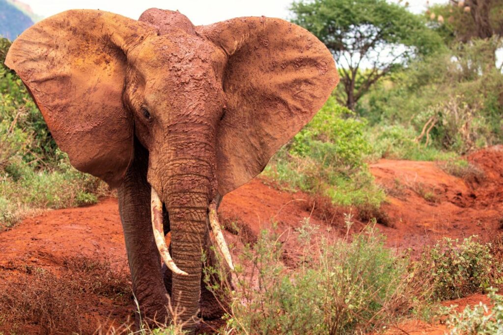 Kenia