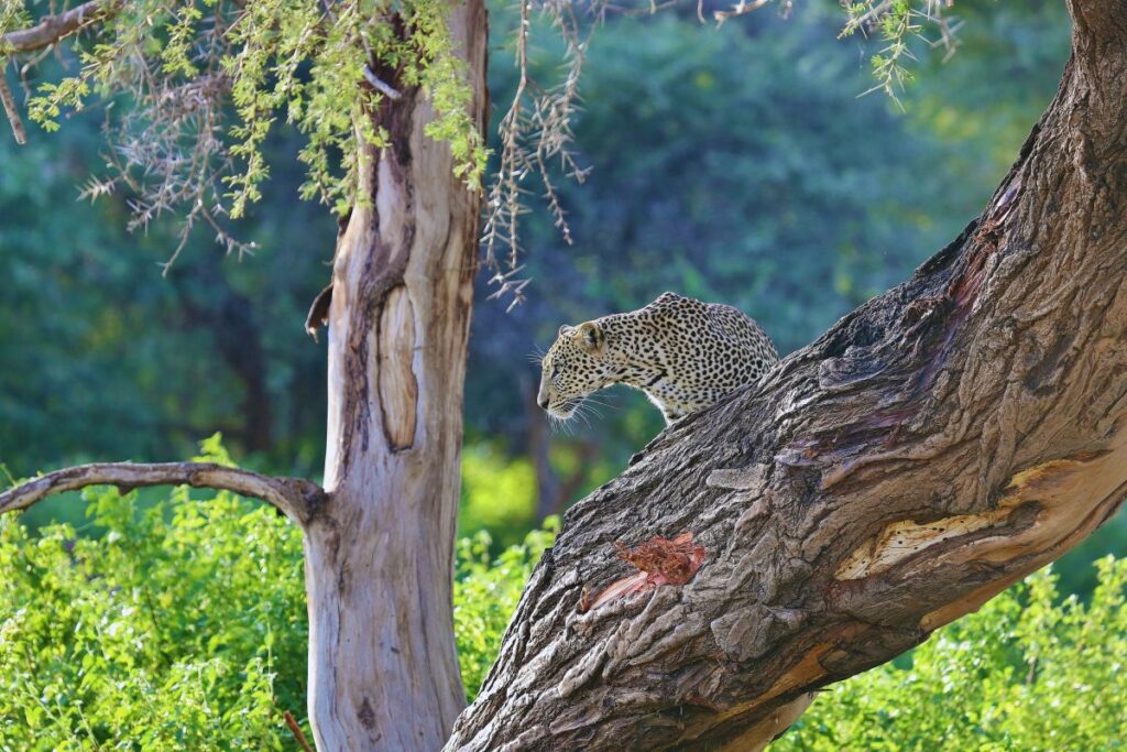 Kenias