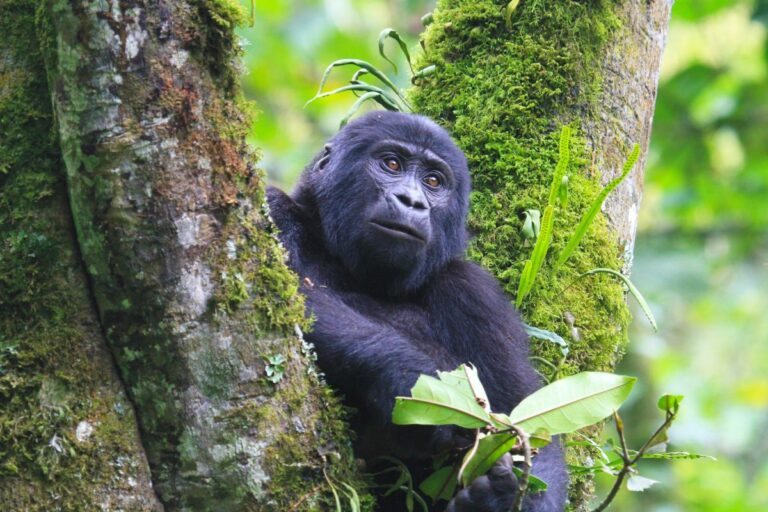 Uganda
