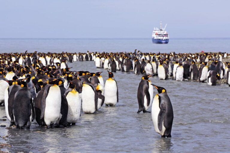 Expeditionskreuzfahrt Antarktis