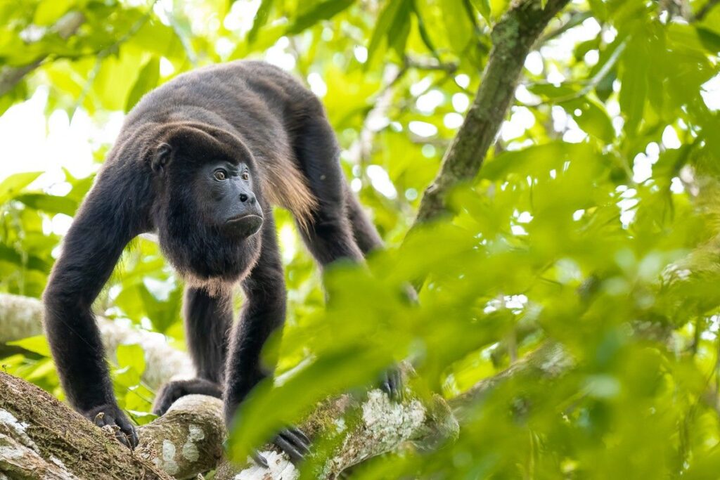 Panama