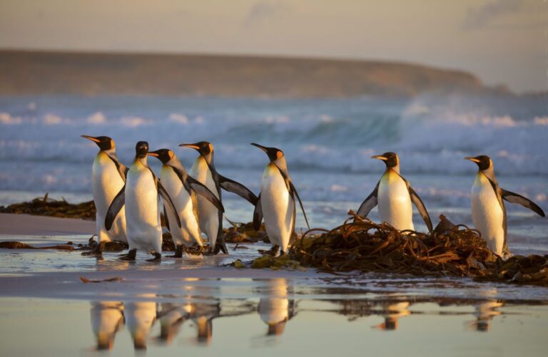 Kaiserpinguine