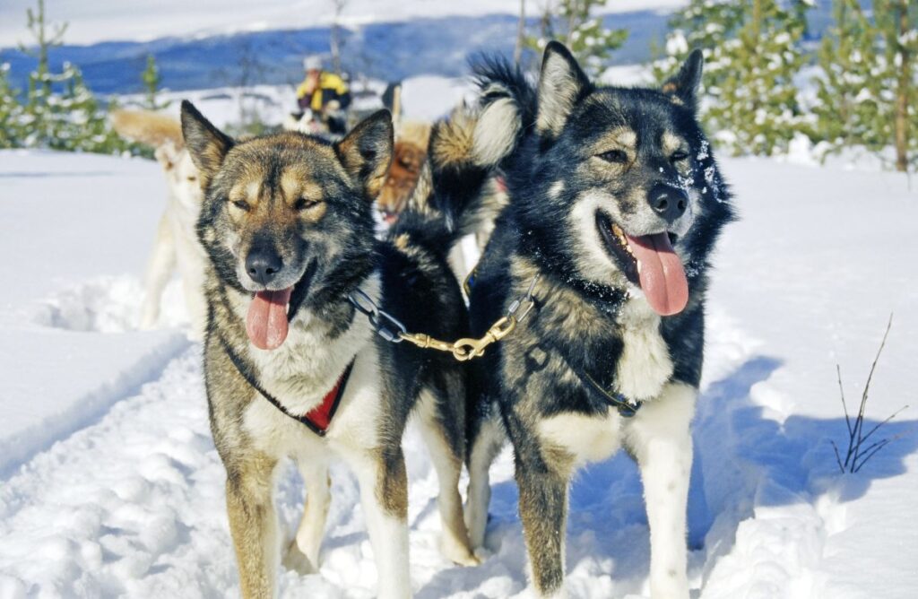 Husky