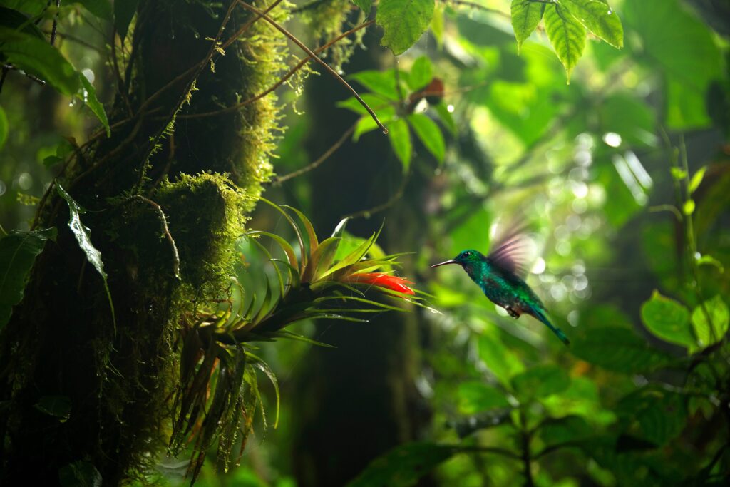 Costa Rica Höhepunkte