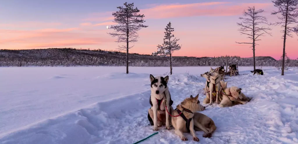 Huskytour