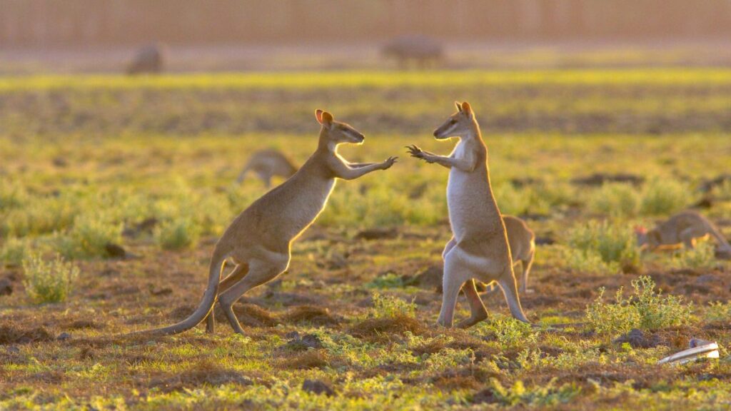 Australien