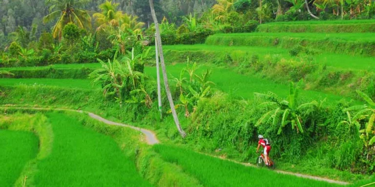 Java und Bali