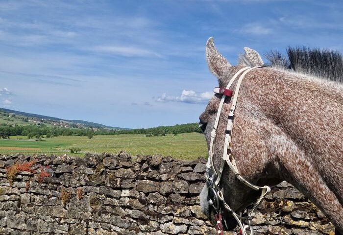 Reiten in Frankreich