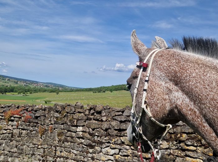 Reiten in Frankreich