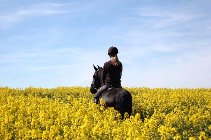 Reiten am Müritzer See