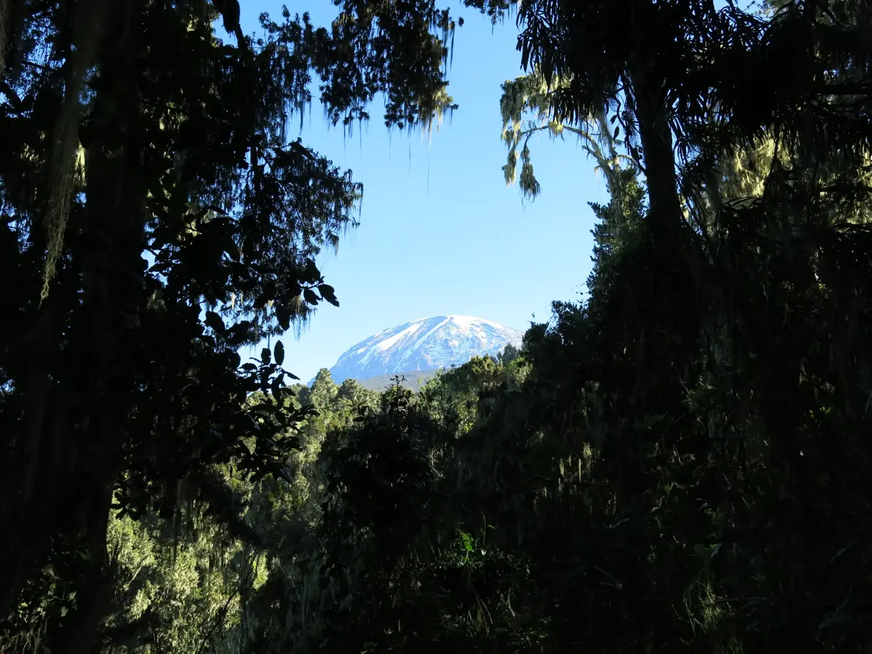 hauser-exkursionen-trekking-kilimanjaro-machame-route-regenwald-gipfel