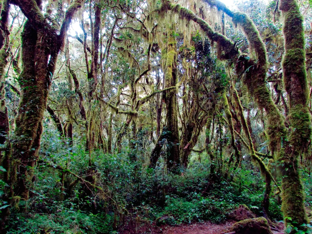 hauser-trekking-kilimanjaro-machame-route-regenwald
