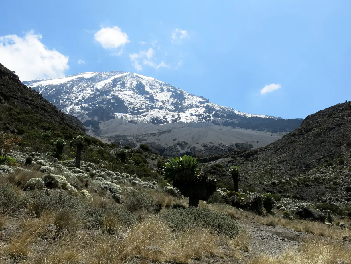 hauser-trekking-kilimanjaro-machame-route-riesensenecien